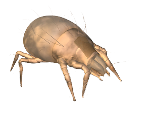 Dedetizadora de ácaros Dedetizadora de ácaros
