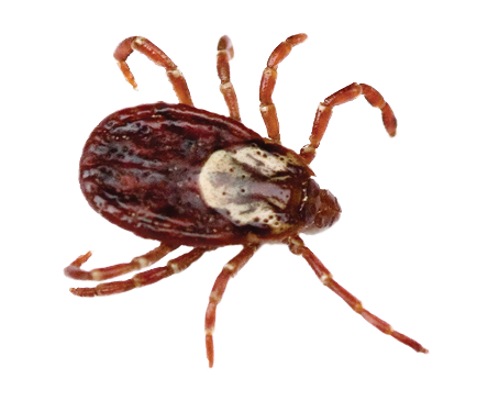 Dedetizadora de carrapatos Dedetizadora de carrapatos
